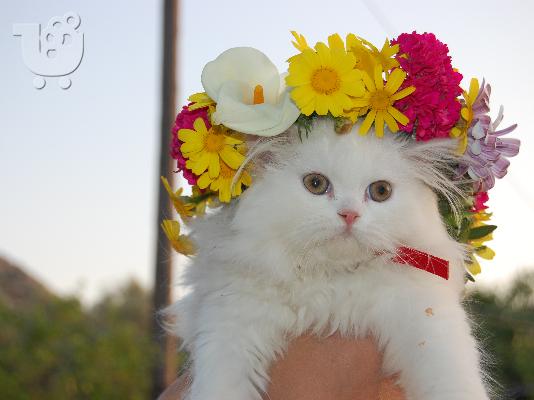Ζευγαρωμα